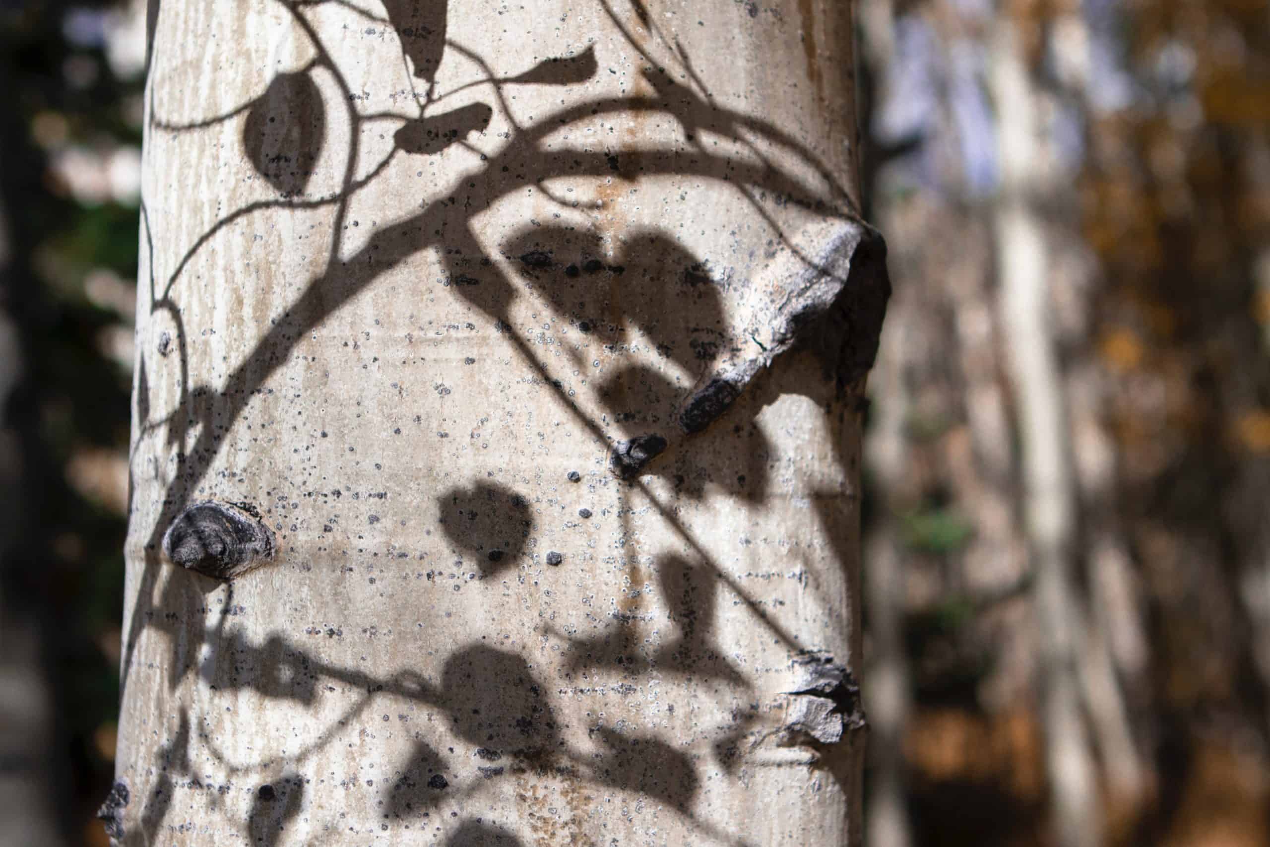 Shadow of aspen leaves on a trunk of a tree
