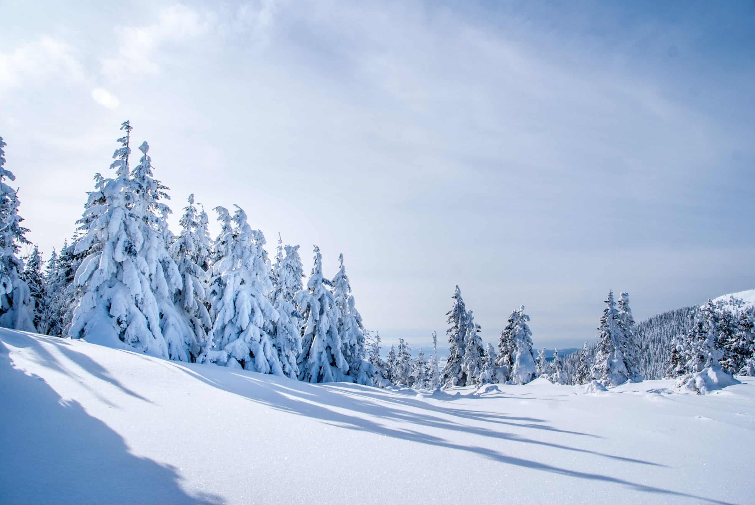 Trees covered in a lot of snow on a sunny day