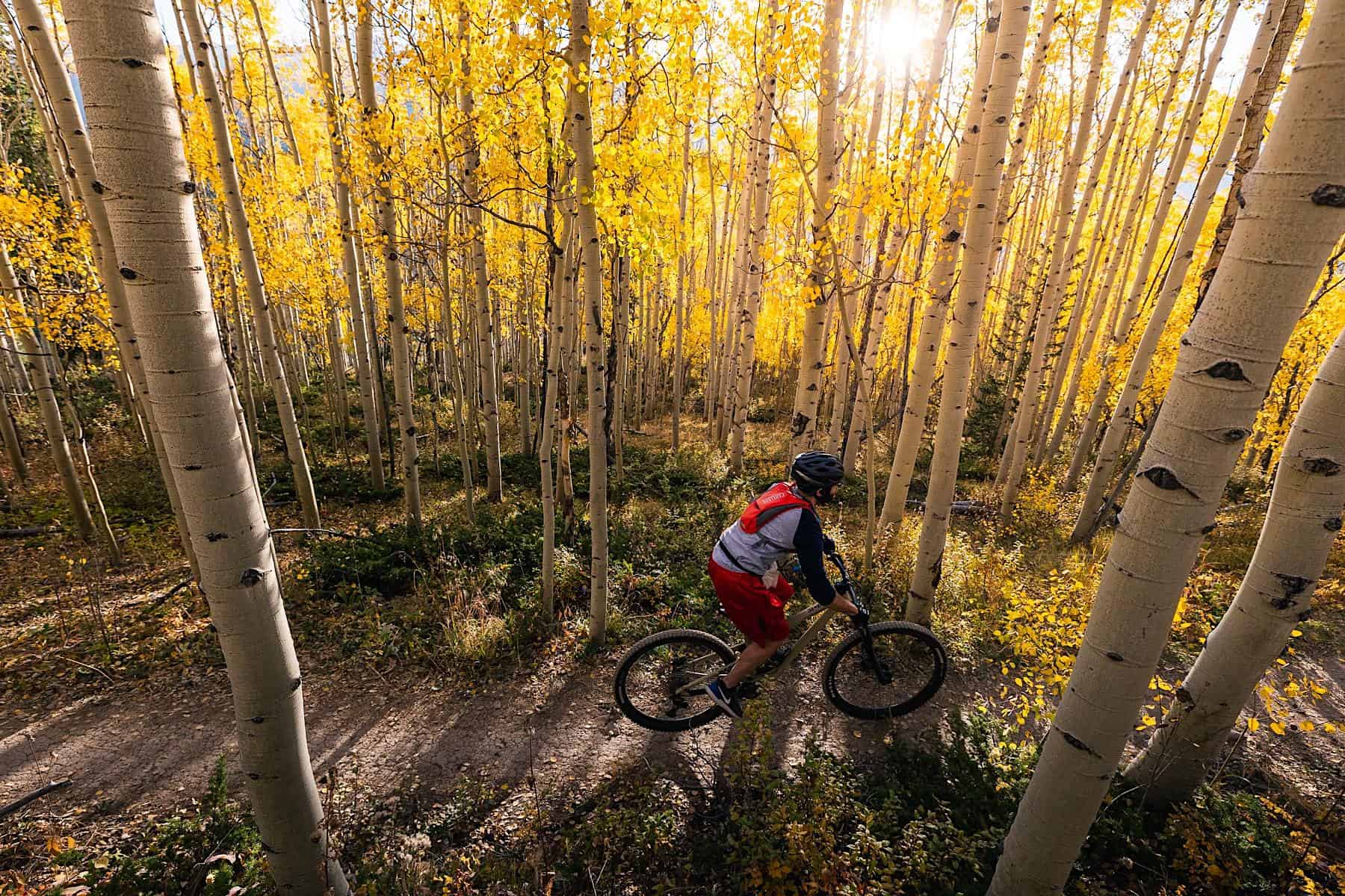 aspen alley in the fall