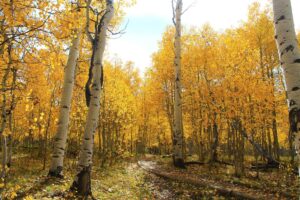 trail through aspen trees